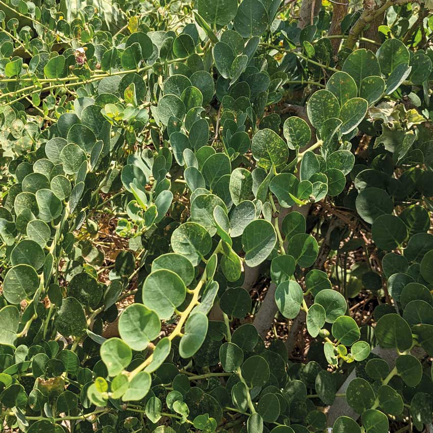 Leaves from the caper, or 'kappar' plant
